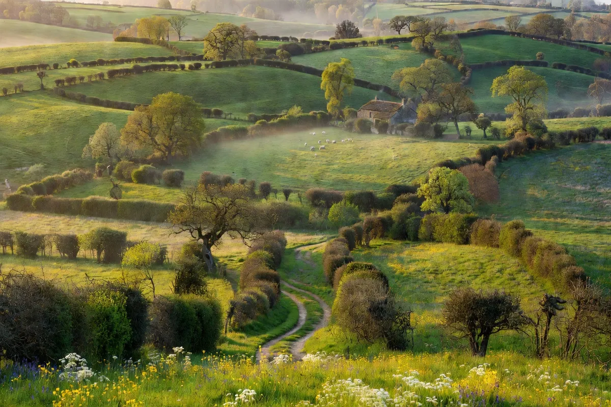 Paysage bocager du Vienne, collines verdoyantes et haies centenaires